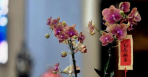 sau tet dieu con dong lai la gi 549