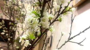 Sau Tết Nguyên đán 2026: Hoa lê lên ngôi, chơi bền 2 tháng vẫn trắng tinh khôi, càng cắm càng sang 2 sau tet nguyen dan 2026 hoa le len ngoi choi ben 2 thang van trang tinh khoi cang cam cang sang 1910