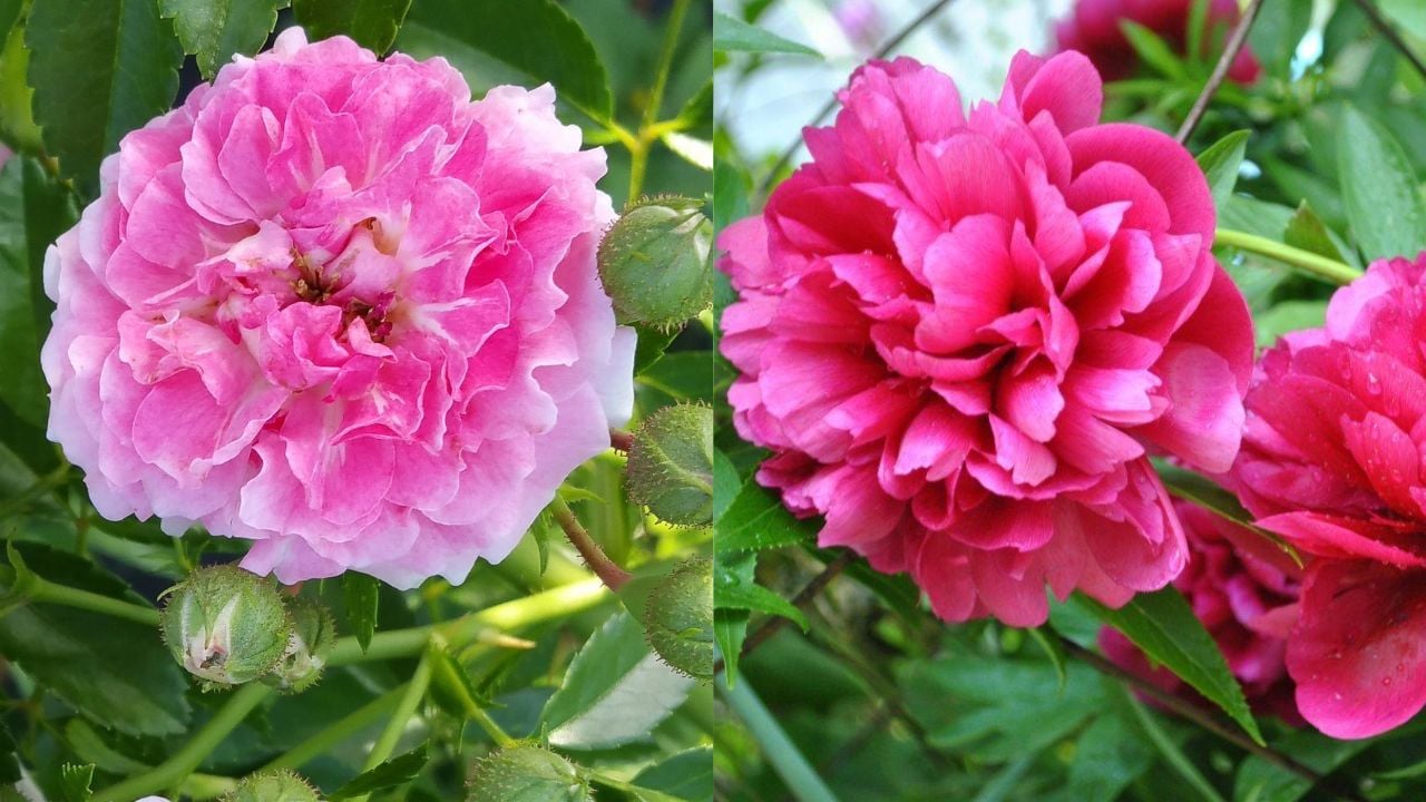 Tet Binh Ngo 2026 3 Loai Hoa Dep Nhung Khong Duoc Dat Len Ban Tho 171710