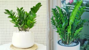 Tet Binh Ngo Dat 3 Loai Cay Nay Trong Nha Tai Loc Tien Dua Nhau Vao Cua 234908