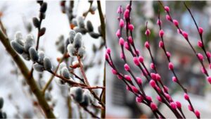 Tết Chưng Hoa Gì Để May Mắn? Các Loại Hoa Rước Tài Lộc, Mang Lại Bình An Năm 2026 Tet Chung Hoa Gi De May Man Cac Loai Hoa Ruoc Tai Loc Mang Lai Binh An Nam 2026 143731