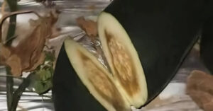 Gõ dưa giữa đêm, người đàn ông gây sốt mạng, kiếm hàng trăm triệu/tháng 1 thang 2910