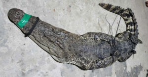 Thay Luoi Rung Du Nguoi Dan Ong Hoang Hot Phat Hien Ca Sau Quay Ben Trong 1411