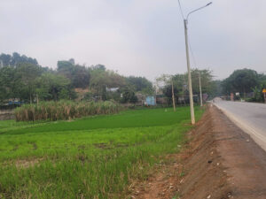 “Lúa thức đêm” dưới ánh đèn cao áp ở Thái Nguyên liệu có gây thất thu? 1 theo nguoi dan lua mat mua co the do anh den cao ap chieu sang suot dem can cac co quan chuc nang la