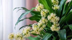 thiet moc lan no hoa la tin hieu tot nhung phai chu y 5 dieu quan trong nay 105306