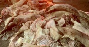 Nguy Cơ Với Sức Khỏe Khi Ăn Phải Thực Phẩm Nhiễm Virus Tả Heo Châu Phi Thit Heo Chet 1768302704417576151898 0 0 449 719 Crop 17683027078871635744897