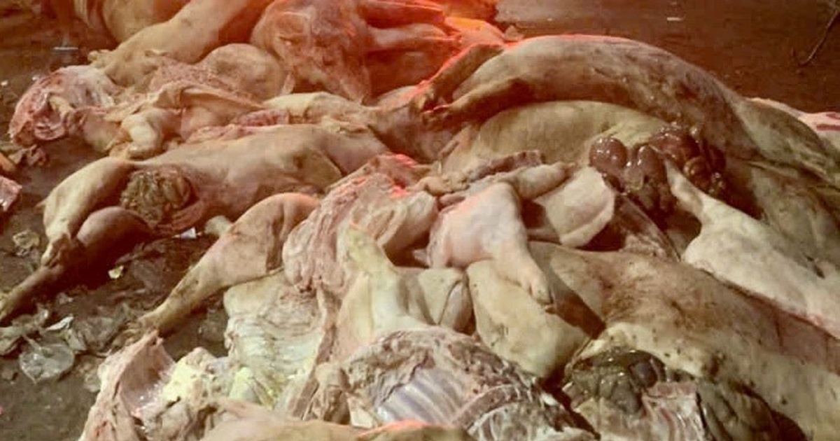 Thit Heo Chet 1768302704417576151898 0 0 449 719 Crop 17683027078871635744897