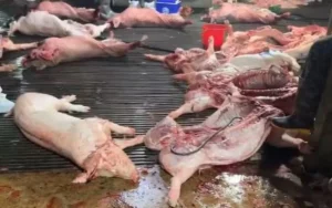 thit lon benh lot vao truong hoc lo hong quan ly 2 17749391976932023825772 0 0 335 536 crop 17749392