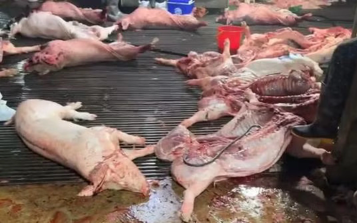 thit lon benh lot vao truong hoc lo hong quan ly 2 17749391976932023825772 0 0 335 536 crop 17749392