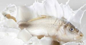 Thumb Khu Mui Tanh Cua Ca Bang Sua Tuoi Ban Da Thu Chua 2 800X400 17524634444521498803399 1752463445