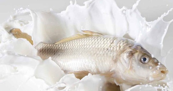 Thumb Khu Mui Tanh Cua Ca Bang Sua Tuoi Ban Da Thu Chua 2 800X400 17524634444521498803399 1752463445