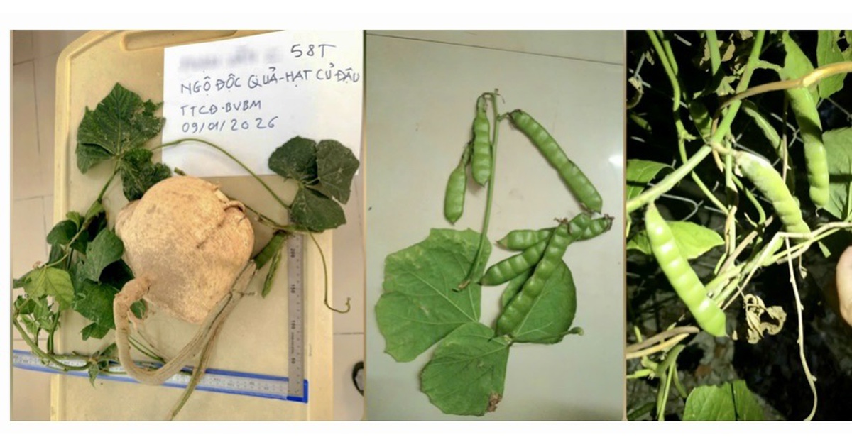 Thumb Ngo Doc Hat Cu Dau 1768220750778377008594 176822075178652010814