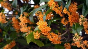 To Tien Can Dan 4 Loai Cay Quy Nhu Vang Trong Trong Nha Giup Phuc Khi Tram Nam Con Chau Huong Loc Vo