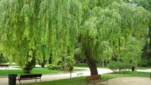 To Tien Canh Bao Dung Trong Cay Du Truoc Nha Loc Vao Cua Cung Hoa Hu Day La Nhung Loai Cay Kieng Ky