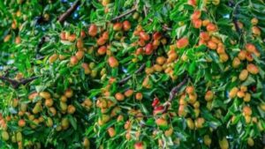 To Tien Canh Bao Khong Chat 2 Loai Cay Nay Rui Ro Khong Vao Doi Ngheo Khong Den Ban Biet Chua 152636