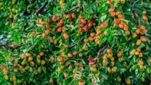 To Tien Dan Khong Chat 2 Cay Nay Rui Ro Khong Vao Doi Ngheo Khong Den Ai Cung Nen Biet 133313