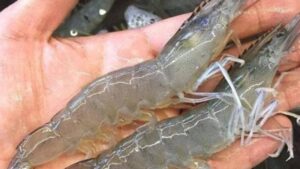 tom song va tom bien khac nhau the nao loai nao nhieu canxi hon 131118