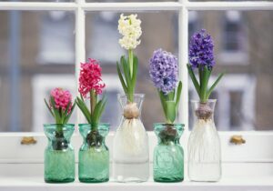 Top 3 Loai Hoa Pha Vo Phong Thuy Khong Nen Dat Trong Nha Chung Chi Mang Xui Xeo Den Nha 190129