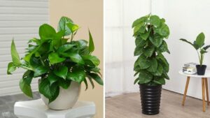 Top 5 Loại Cây Cảnh Văn Phòng Được Ưa Chuộng Hiện Nay, Tốt Cả Về Phong Thủy Và Sức Khỏe Top 5 Loai Cay Canh Van Phong Duoc Ua Chuong Hien Nay Tot Ca Ve Phong Thuy Va Suc Khoe 120031