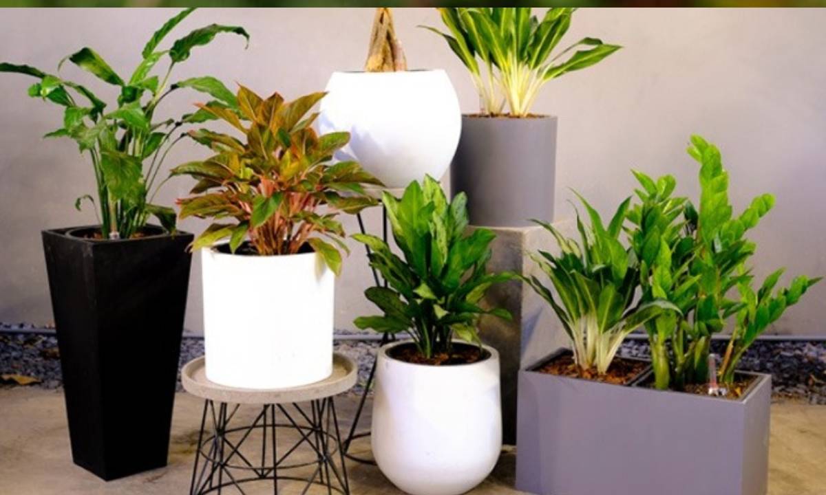 Trac Nghiem Tam Ly Chon Mot Chiec Cay De Kham Pha Ban Co To Chat Lam Giau Hay Khong 155644