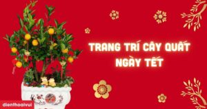 Trang Tri Cay Quat Ngay Tet Meta Thumbnail
