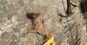 Trích xuất camera bắt con chó thả rông cắn nhiều người ở Quảng Ngãi 1 trich xuat camera truy bat cho tha rong can 3 nguoi o quang ngai 2735