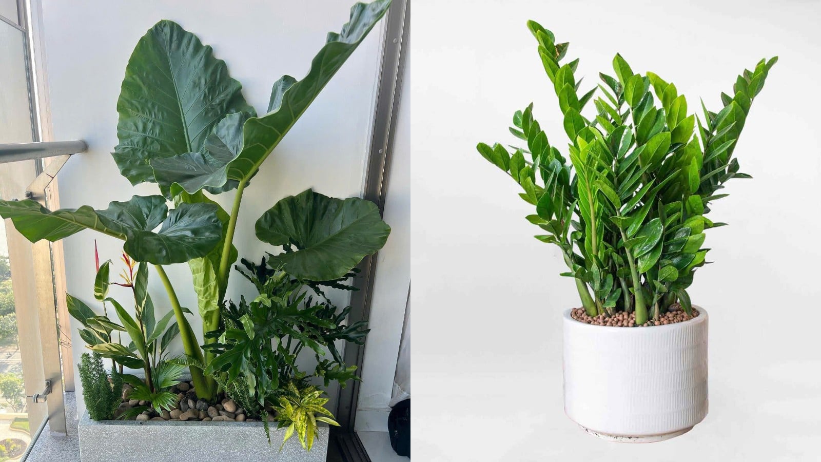 trong 5 loai cay nay 2026 den 2027 don tai loc doi dao de cham hut may man tien bac tu tim den 11512