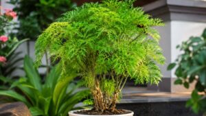 Trồng cây đinh lăng ở đâu tốt nhất? Nhà ai đang trồng cần biết điều này 1 trong cay dinh lang o dau tot nhat nha ai dang trong can biet dieu nay 095911