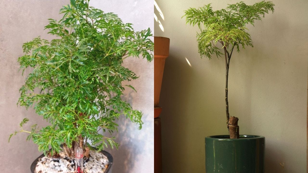 Trong Cay Dinh Lang Truoc Nha Tran Trach An Gia Dac Biet Nguoi Tuoi Nay Menh Nay Don Tai Loc Giau Nu