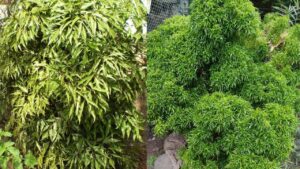 Trong Cay Dinh Lang Truoc Nha Tran Trach An Gia Nguoi Nay Cang Trong Cang Vuong Loc 002221