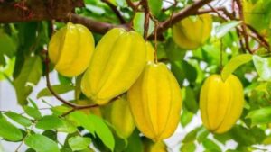 Trồng cây khế trước hay sau nhà tốt cho phong thủy? Hợp tuổi nào để hút tài lộc, gia đình sung túc? 1 trong cay khe truoc hay sau nha tot cho phong thuy hop tuoi nao de hut tai loc gia dinh sung tuc 165