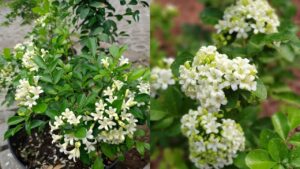 Trong Cay Nguyet Que Truoc Nha Rat Tot Ve Phong Thuy Nhung Phai Chu Y Tranh Dieu Pham Ky Nay 133018