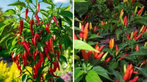 Trong Cay Ot Truoc Cua Nha Co Tot Cho Phong Thuy Nha O Khong 202240