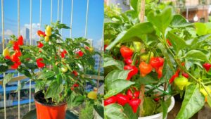 trong cay ot truoc cua nha co y nghia phong thuy gi 235738