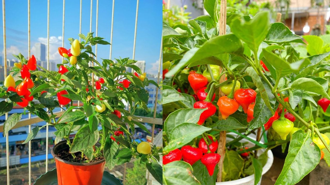 trong cay ot truoc cua nha co y nghia phong thuy gi 235738