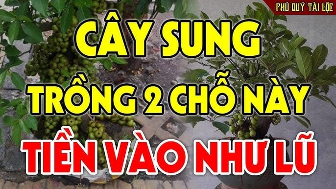 trong cay sung dung cho nay loc dua nhau nay tien dua nhau ve 102156