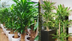 Trong Cay Thiet Moc Lan Giup Chieu Tai Hut Loc Nhung Chu Y Nhung Dieu Nay Keo Gay Hoa 012510