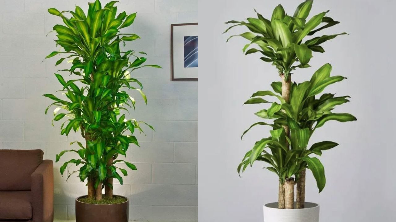 trong cay thiet moc lan trong nha phai biet dieu nay keo tai loc chua toi da thay hoa theo sau 21531