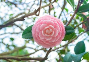 Trong Dung 1 Loai Cay Nay Truoc Cua Gia Dao Nha Ban Vung Nhu Nui Doi Con Chau Thinh Vuong 180755