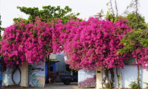 Trồng hoa giấy ở vị trí này hút phong thủy: Cuối năm gia chủ phát tài giàu 5 trong hoa giay o vi tri nay hut phong thuy cuoi nam gia chu phat tai giau 084905