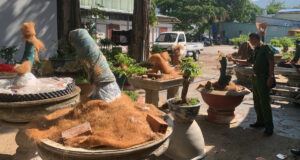 truy ro nguon goc 42 cay mai vang bi tich thu o con dao 1530