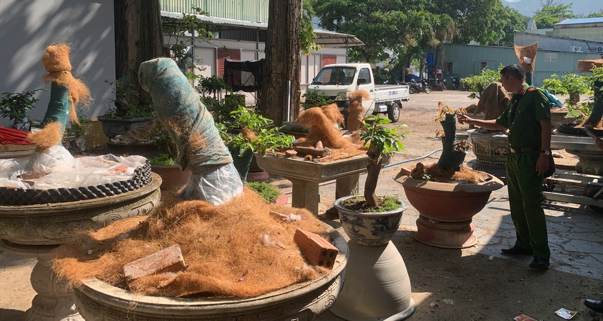 truy ro nguon goc 42 cay mai vang bi tich thu o con dao 1530