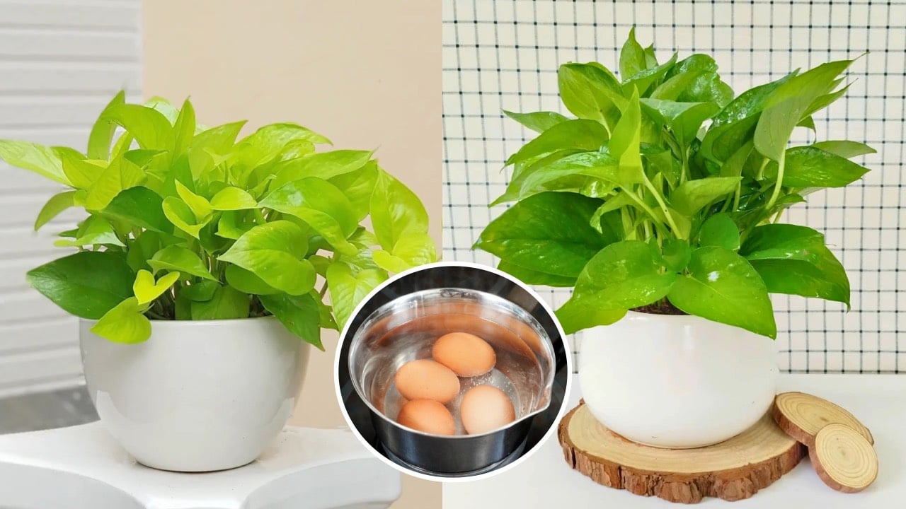 Tuoi Trau Ba Bang 2 Loai Nuoc Nay La Xanh Nhu Boi Mo 211300