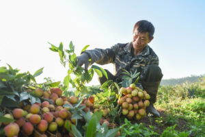 Nắng nóng đỉnh điểm, người dân ở Phúc Hòa, Bắc Ninh tất bật thu hoạch vải chín sớm 1 vai thieu phuc hoa 4 0