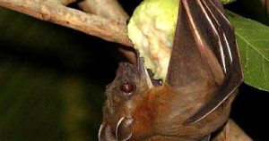 Vi Rus Nipah 1769473275890576525679 158 0 882 1158 Crop 1769473281695571170022