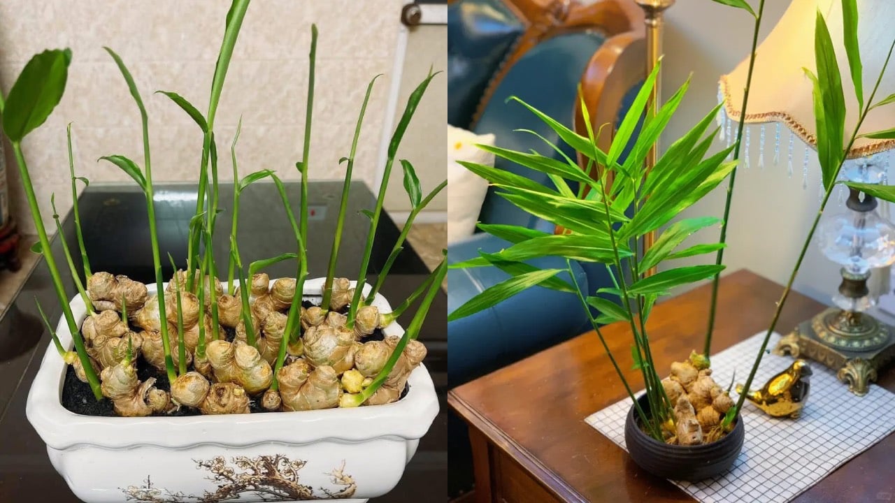 Vi Sao Cang Ngay Cang Co Nhieu Nguoi Trong Gung Phong Thuy 221102