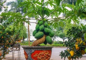 vi sao du du duoc xem la cay mang y nghia du day co nen trong truoc nha de hut tai loc 131620