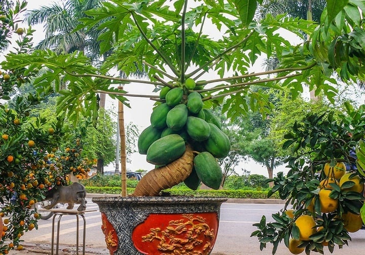 vi sao du du duoc xem la cay mang y nghia du day co nen trong truoc nha de hut tai loc 131620