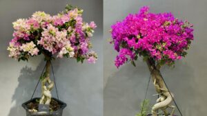 vi sao khong nen trong hoa giay trong nha 235121