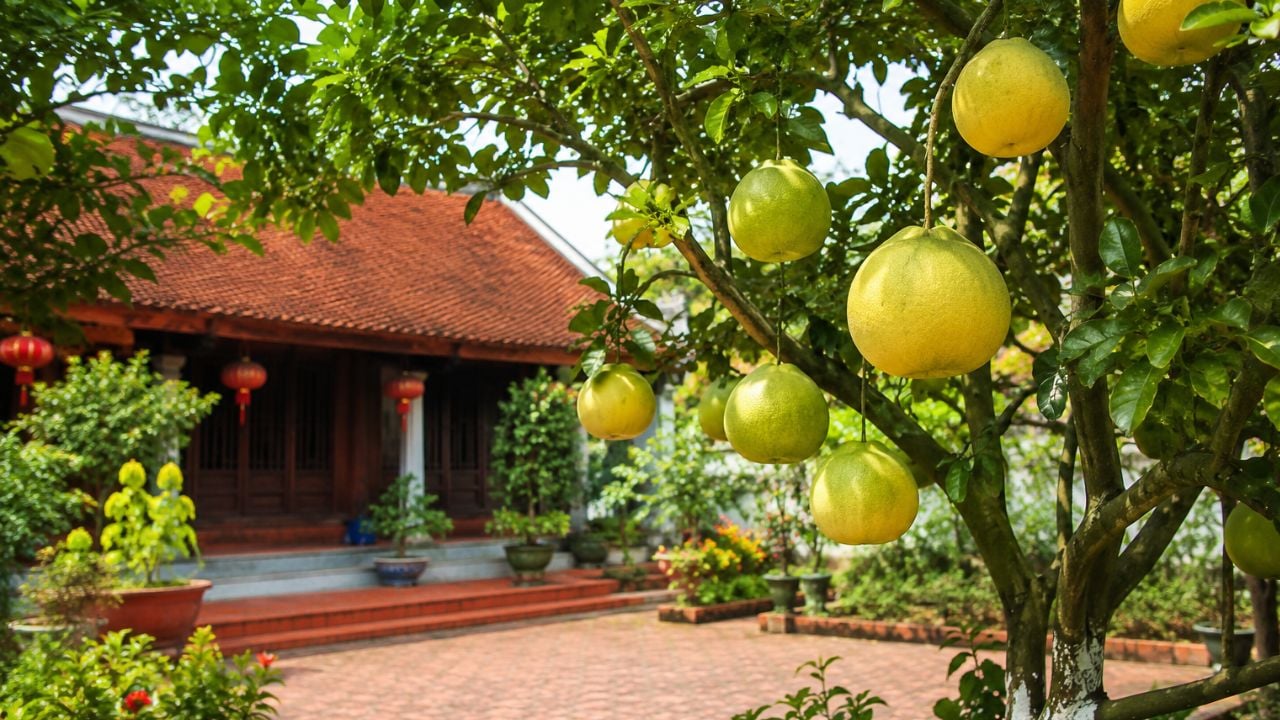 vi sao nguoi xua thich trong cay buoi truoc nha khong chi lay qua ma con co nhieu y nghia dac biet 0